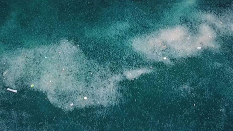 İstanbul Boğazı'nda denizanası istilası