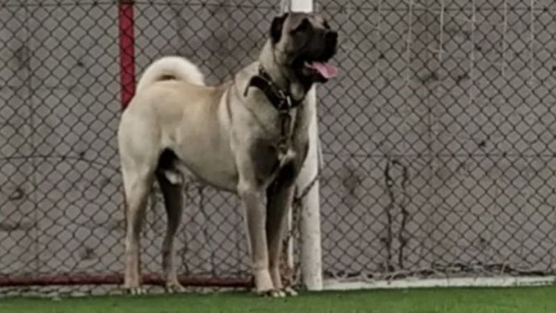 Kütahya'da hırsızlar bir köpeği şiddet uygulayarak kaçırdı