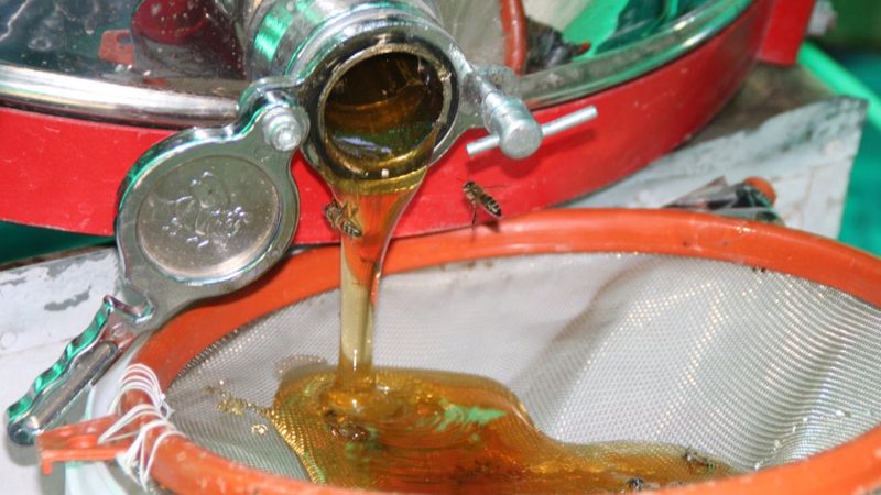 Anzer balına coğrafi işaret tescili