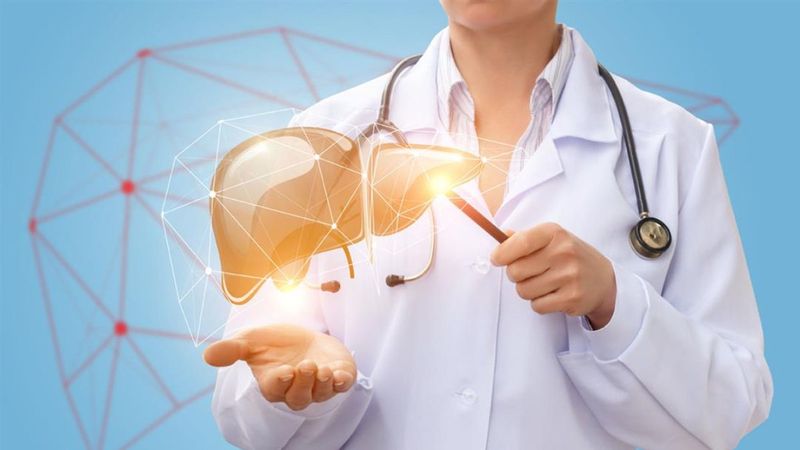 Karaciğerde onarımı sağlayan hücreler tespit edildi