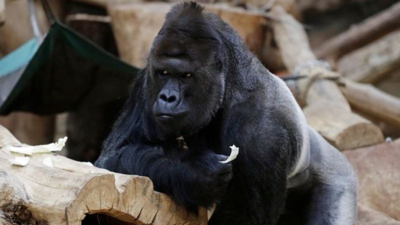 Prag'da goril ve 2 aslan koronavirüse yakalandı