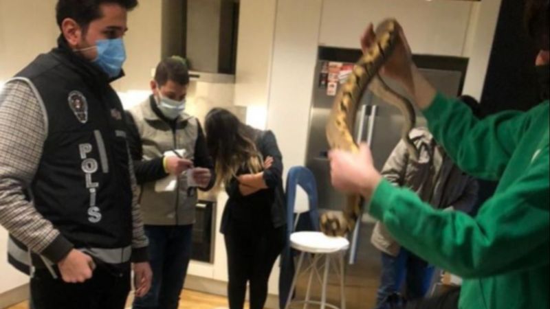 İstanbul'da ticareti yasaklanan hayvan operasyonu