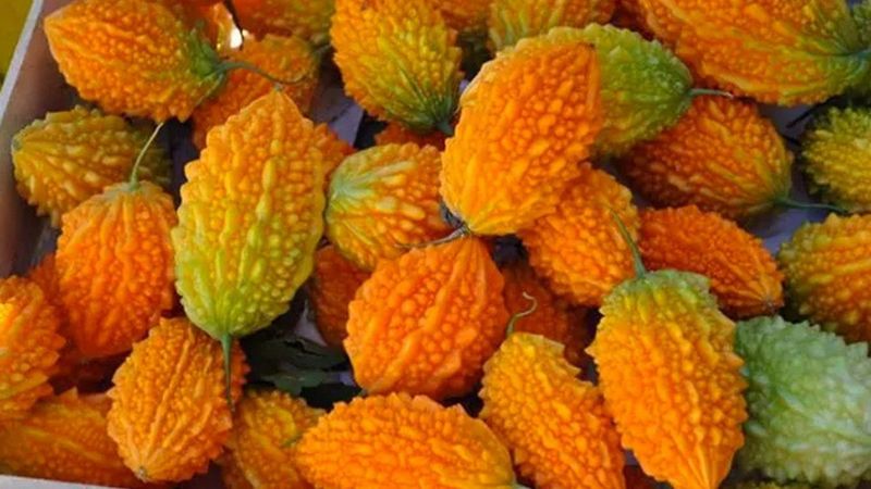 Kudret narının kırık tedavisinde etkileri kanıtlandı