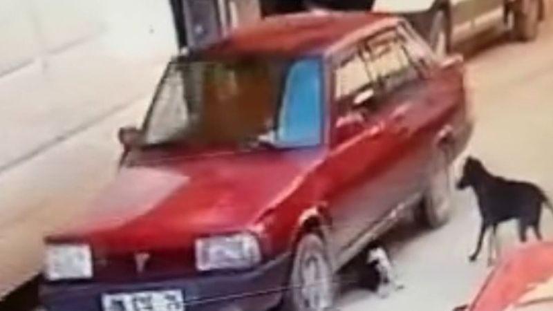 Ordu'da yavru köpeği ezen sürücü kamerada