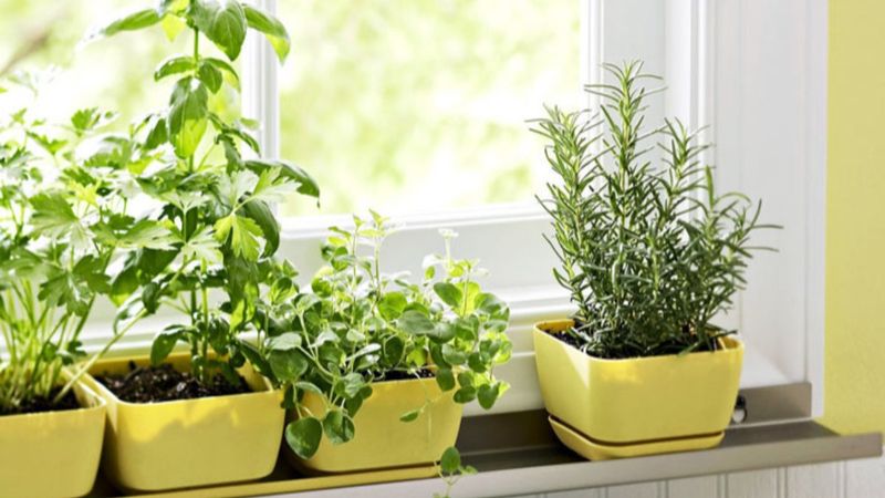 Mutfağınızda kolaylıkla yetiştirebileceğiniz yenilebilir bitkiler