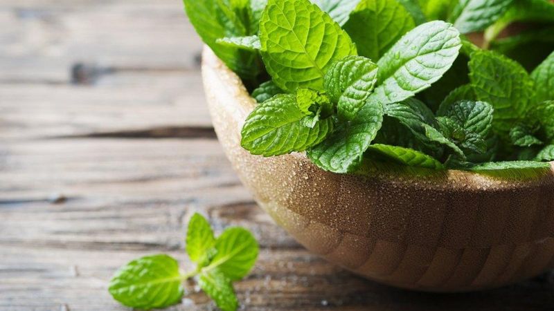 Bahar alerjilerine karşı nane tüketin