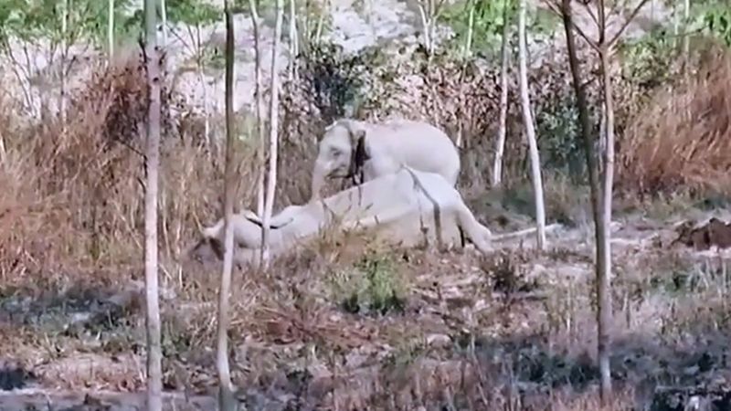 Tayland'da yaralı annesini korumaya çalışan yavru fil