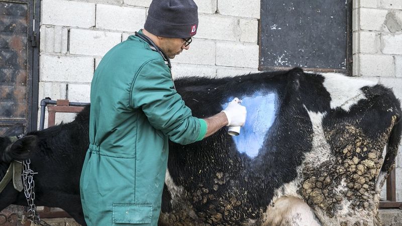 Hatay'da ineğin karnından 15 kilo halat çıktı