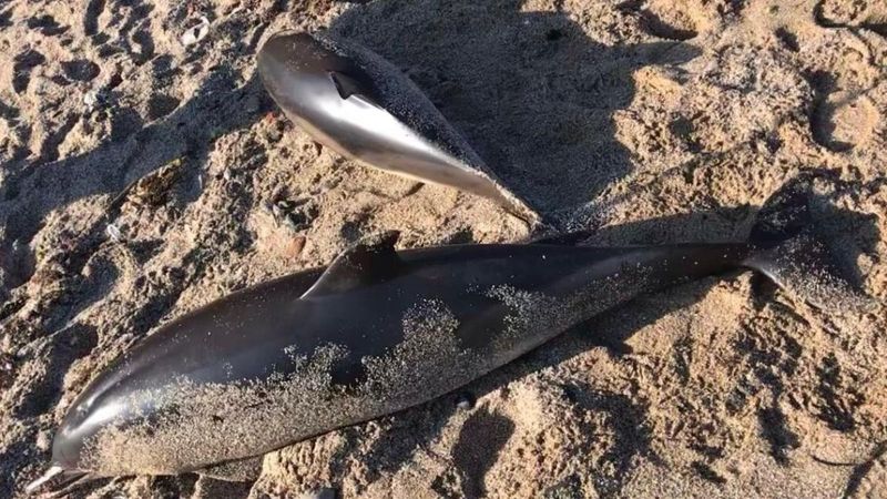 Riva’da iki ölü yunus karaya vurdu