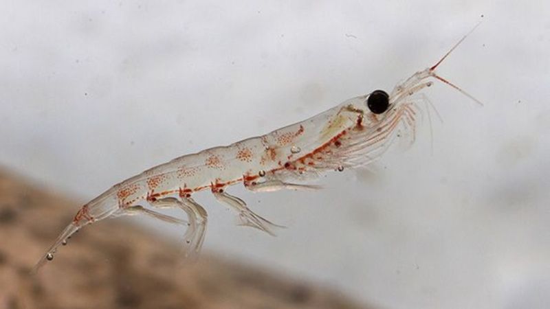 Krill yağı nedir? Krill yağı nasıl ve ne için kullanılır?