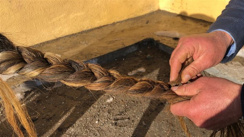 Kars'taki binici, atı Moğoltay'ın kuyruğunu her gün farklı bağlıyor