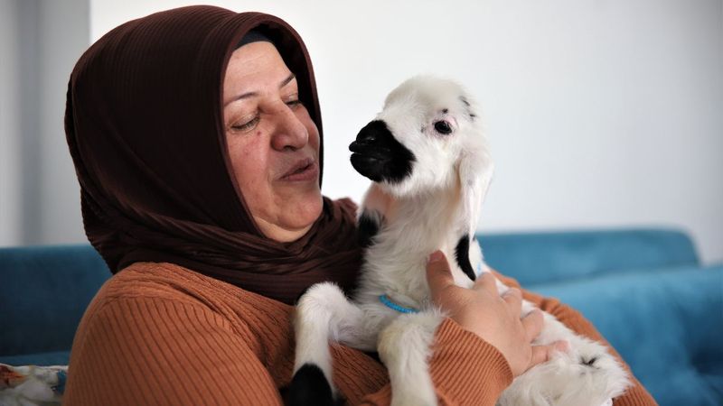 Elazığ'da sahiplendiği kuzu, terapisti oldu
