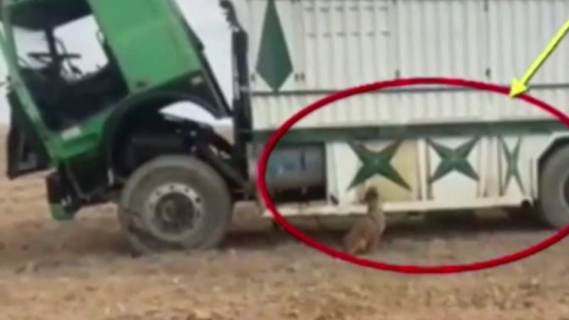 Bomba arama köpekleri Münbiç'te büyük bir saldırıyı önledi