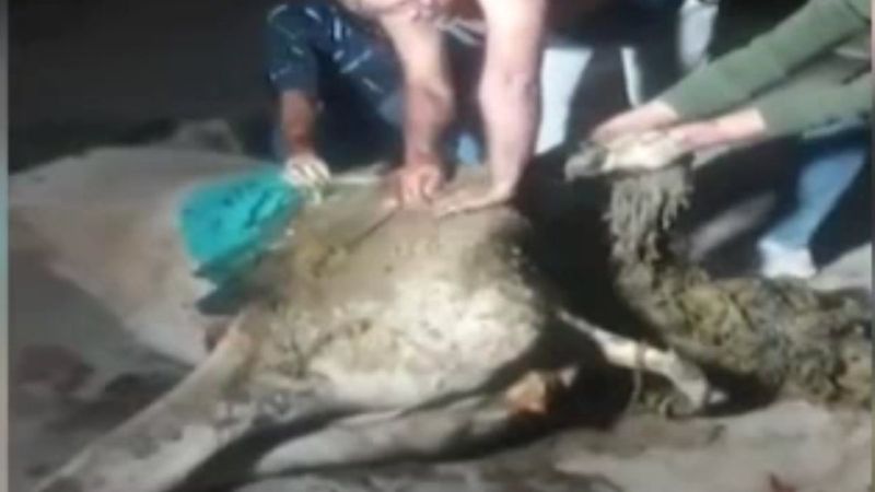Hindistan’da hamile ineğin midesinden 71 kilo atık çıktı