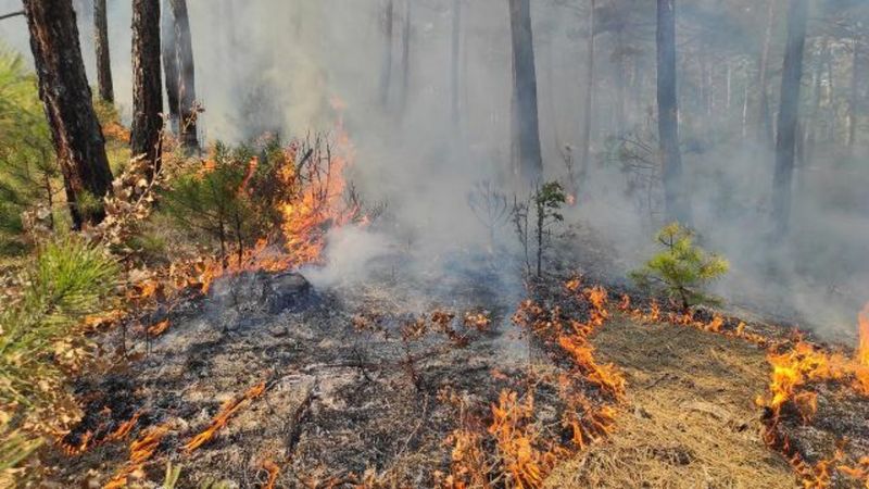 Kütahya'da orman yangını çıktı