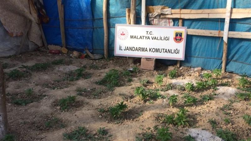 Malatya'da yasa dışı kenevir operasyonu