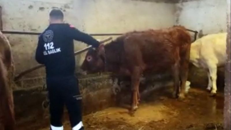 Amasya’da sağlık ekipleri yaşlı kadının ineklerini besledi