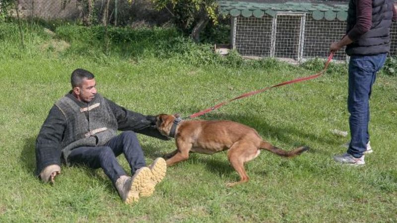 Sokak köpeğiyle karşılaşırsanız yapmanız gerekenler