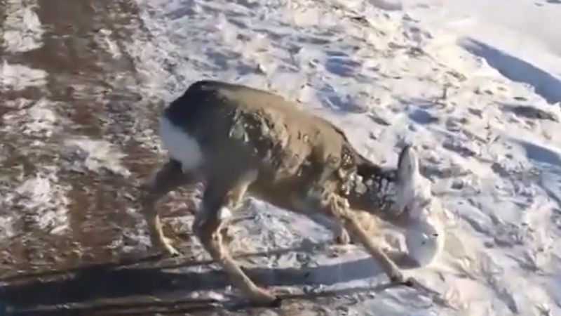 Kazakistan'da ağzı donan karaca, ölümden kurtarıldı