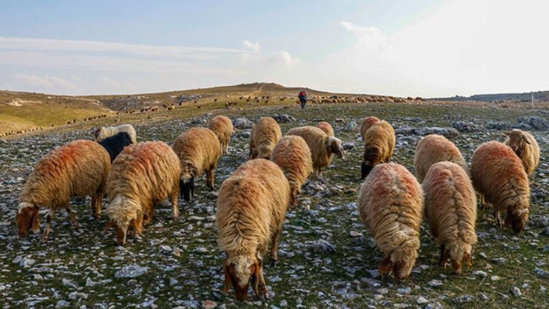 Mardin'de son 20 yılın en kurak dönemi yaşanıyor