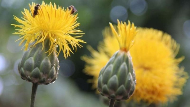 Kuşadası’nda ’tülüşah’ korumaya alındı