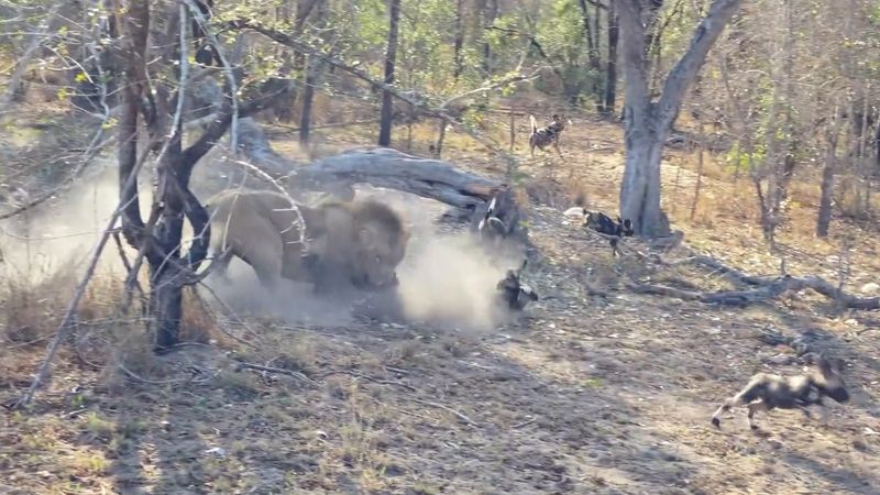 Aslan, yaban köpeği yavrusunu avladı