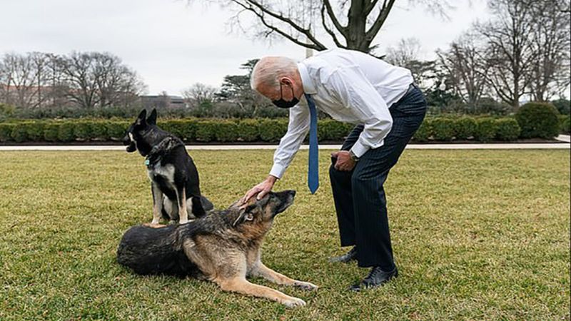 Joe Biden'ın köpeği, Beyaz Saray çalışanını ısırdı