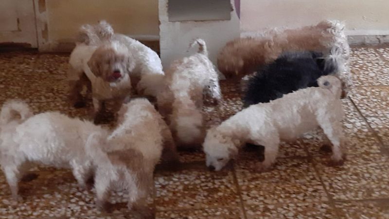 Mudanya'da çiftliğe köpek baskını: 23 köpek ele geçirildi
