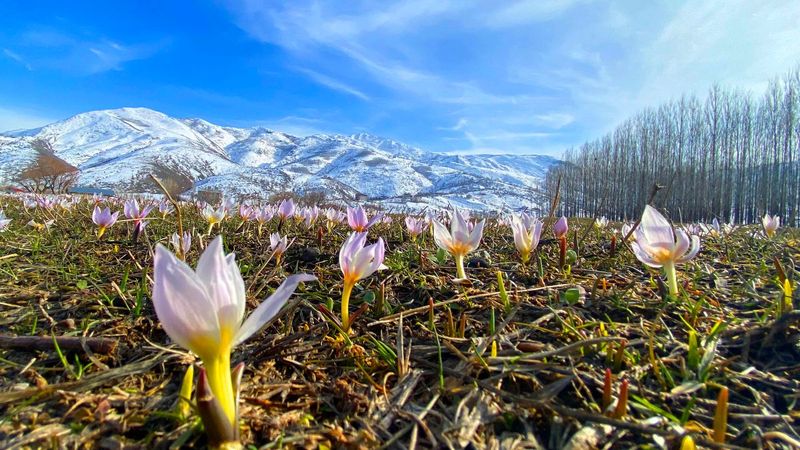 Muş Ovası'nda kardelenler çiçek açtı