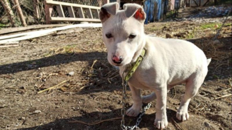 Sinop'ta kayıp köpeğini bulana para ödülü verecek