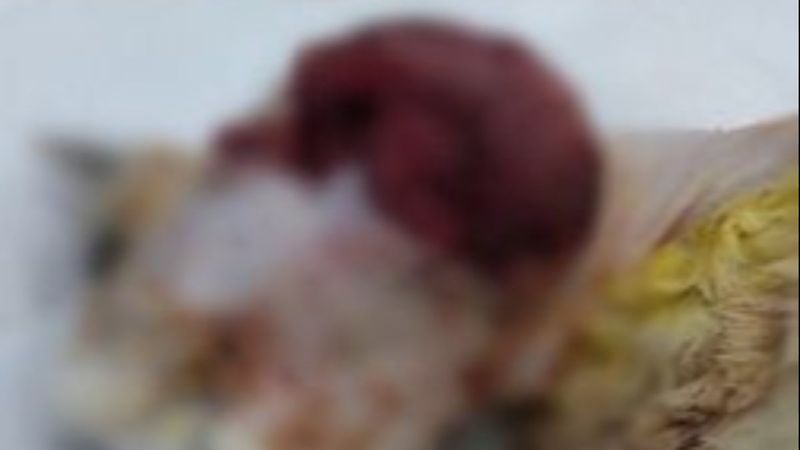 Sakarya'da kediye işkence edildi