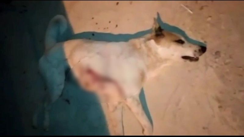 Hatay'da sokak köpeğini pompalıyla öldürdü