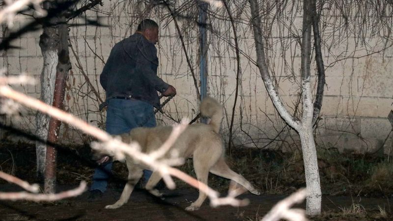 Kayseri'de komşusunun köpeği tarafından saldırıya uğradı