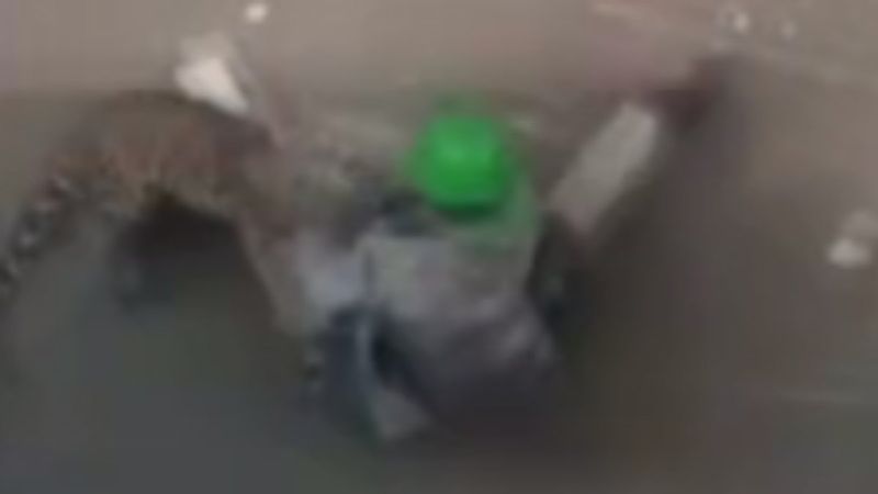 Hindistan'da şehre inen leopar, 5 kişiyi yaraladı