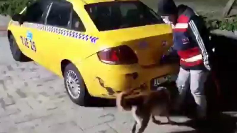 İstanbul'da taksiden 60 kilo bonzai çıktı