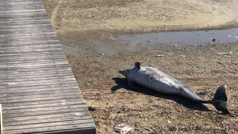 Balıkesir’de yunus balığı karaya vurdu