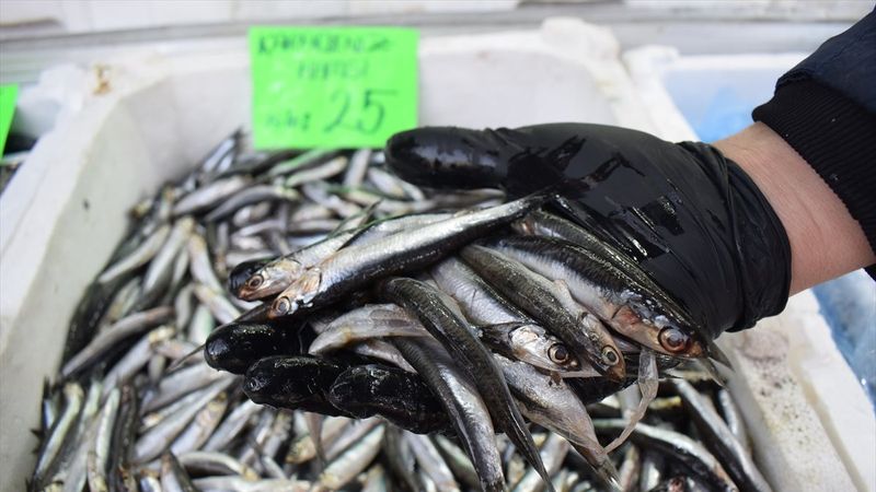 Düzce'de balıkçılar, sezonu kapatmaya hazırlanıyor