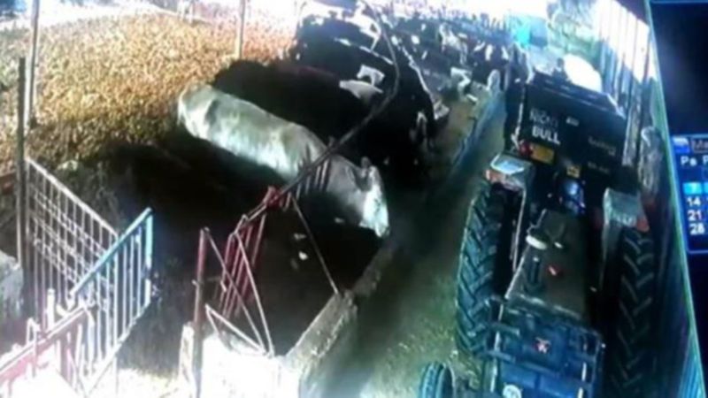 Isparta'da aşıdan korkan hayvanlar ortalığı yıktı