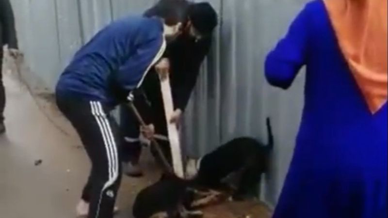 Sultanbeyli'de sokak köpeğine saldıran pitbull kamerada