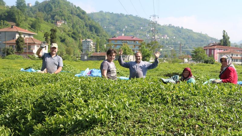 Karadeniz’e 'çay göçü' öncesi kritik vaka uyarısı