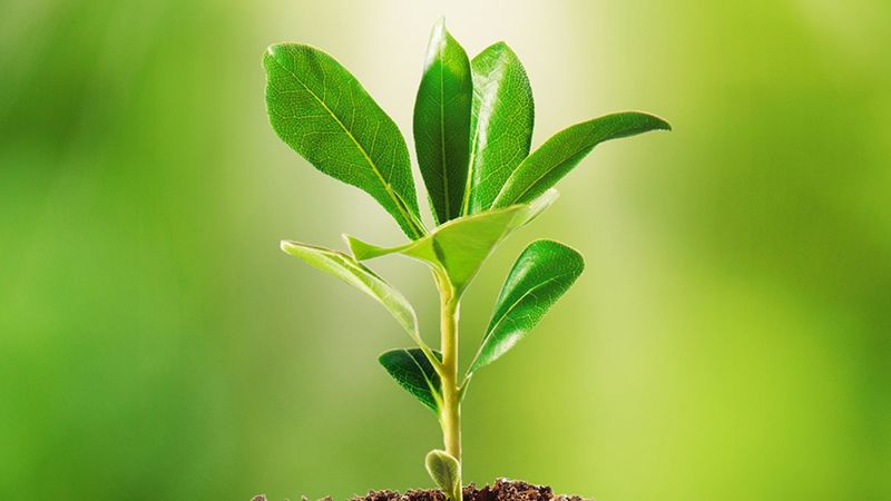 Bilim insanları, bitkilerle iletişim kurmanın yolunu buldu