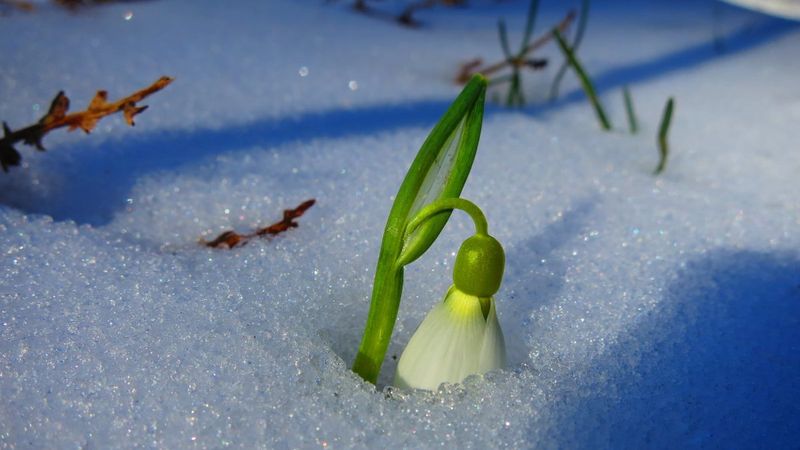 Balıkesir'deki Kaz Dağları'nda kış ile ilkbahar renkleri birleşti