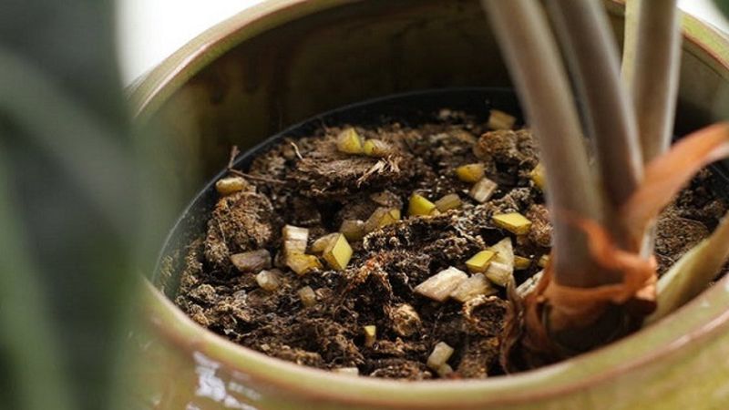 Bitkilere doğal gübre: Muz kabuğundan çiçek coşturan tarifi