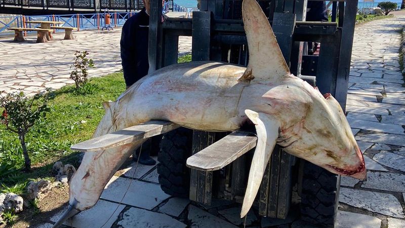 Antalya'da köpek balığı ölüsü sahile vurdu