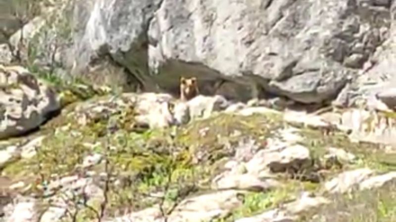 Bartın'da iki arkadaş, kış uykusundan uyanan ayı ile karşılaştı