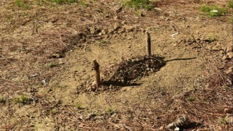 Adana'da telef olan arılarını gömüp dua etti