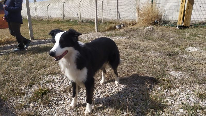 Koronayı teşhis edebilen dedektör köpek