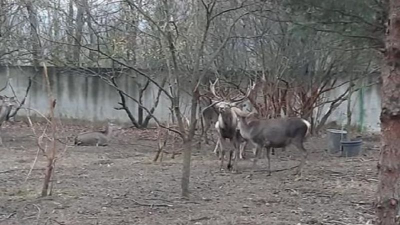 Zonguldak'ta hayvanat bahçesindeki geyiği kaçırıp yiyen 2 kişi tutuklandı