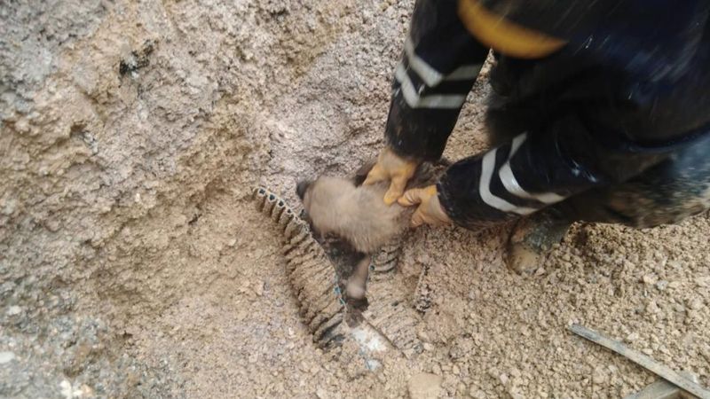 Konya'da rögara düşen yavru köpeği kurtarma operasyonu