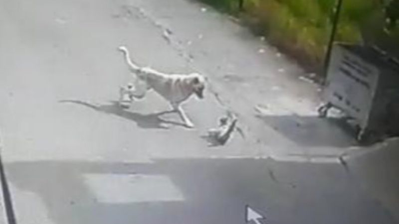 Hatay'da köpeğin saldırısına uğrayan kedi